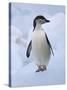 Chinstrap Penguins on ice, South Orkney Islands, Antarctica-Keren Su-Stretched Canvas