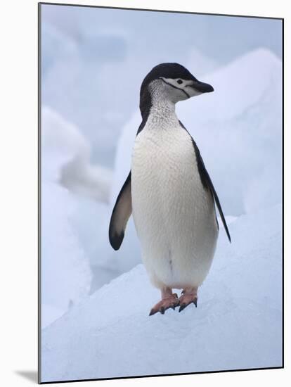 Chinstrap Penguins on ice, South Orkney Islands, Antarctica-Keren Su-Mounted Photographic Print