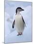Chinstrap Penguins on ice, South Orkney Islands, Antarctica-Keren Su-Mounted Photographic Print