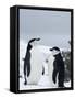 Chinstrap Penguins (Pygoscelis Antarcticus), Half Moon Island, Antarctic Peninsula, Weddell Sea-Thorsten Milse-Framed Stretched Canvas
