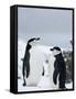 Chinstrap Penguins (Pygoscelis Antarcticus), Half Moon Island, Antarctic Peninsula, Weddell Sea-Thorsten Milse-Framed Stretched Canvas