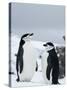 Chinstrap Penguins (Pygoscelis Antarcticus), Half Moon Island, Antarctic Peninsula, Weddell Sea-Thorsten Milse-Stretched Canvas