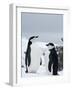 Chinstrap Penguins (Pygoscelis Antarcticus), Half Moon Island, Antarctic Peninsula, Weddell Sea-Thorsten Milse-Framed Photographic Print