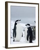 Chinstrap Penguins (Pygoscelis Antarcticus), Half Moon Island, Antarctic Peninsula, Weddell Sea-Thorsten Milse-Framed Photographic Print