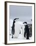 Chinstrap Penguins (Pygoscelis Antarcticus), Half Moon Island, Antarctic Peninsula, Weddell Sea-Thorsten Milse-Framed Photographic Print