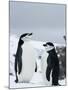 Chinstrap Penguins (Pygoscelis Antarcticus), Half Moon Island, Antarctic Peninsula, Weddell Sea-Thorsten Milse-Mounted Photographic Print