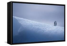 Chinstrap Penguins Standing on Ice-DLILLC-Framed Stretched Canvas