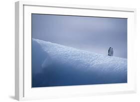 Chinstrap Penguins Standing on Ice-DLILLC-Framed Photographic Print