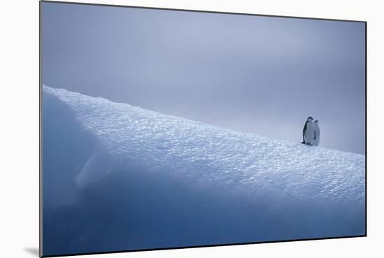 Chinstrap Penguins Standing on Ice-DLILLC-Mounted Photographic Print