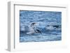 Chinstrap Penguins Swimming, Deception Island, Antarctica-Paul Souders-Framed Premium Photographic Print