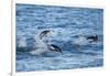 Chinstrap Penguins Swimming, Deception Island, Antarctica-Paul Souders-Framed Photographic Print