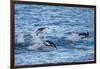 Chinstrap Penguins Swimming, Deception Island, Antarctica-Paul Souders-Framed Photographic Print