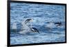 Chinstrap Penguins Swimming, Deception Island, Antarctica-Paul Souders-Framed Photographic Print
