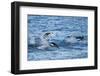 Chinstrap Penguins Swimming, Deception Island, Antarctica-Paul Souders-Framed Photographic Print