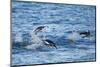 Chinstrap Penguins Swimming, Deception Island, Antarctica-Paul Souders-Mounted Photographic Print