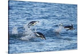 Chinstrap Penguins Swimming, Deception Island, Antarctica-Paul Souders-Stretched Canvas