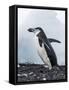 Chinstrap Penguins with Rock, Deception Island, Antarctica-Paul Souders-Framed Stretched Canvas