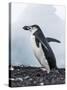 Chinstrap Penguins with Rock, Deception Island, Antarctica-Paul Souders-Stretched Canvas