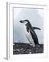 Chinstrap Penguins with Rock, Deception Island, Antarctica-Paul Souders-Framed Photographic Print