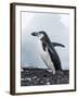 Chinstrap Penguins with Rock, Deception Island, Antarctica-Paul Souders-Framed Photographic Print