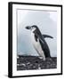 Chinstrap Penguins with Rock, Deception Island, Antarctica-Paul Souders-Framed Photographic Print