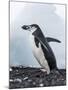 Chinstrap Penguins with Rock, Deception Island, Antarctica-Paul Souders-Mounted Photographic Print