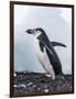 Chinstrap Penguins with Rock, Deception Island, Antarctica-Paul Souders-Framed Photographic Print