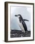 Chinstrap Penguins with Rock, Deception Island, Antarctica-Paul Souders-Framed Photographic Print