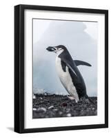 Chinstrap Penguins with Rock, Deception Island, Antarctica-Paul Souders-Framed Photographic Print