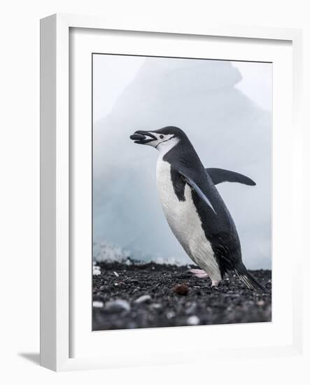 Chinstrap Penguins with Rock, Deception Island, Antarctica-Paul Souders-Framed Photographic Print