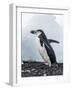 Chinstrap Penguins with Rock, Deception Island, Antarctica-Paul Souders-Framed Photographic Print