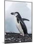 Chinstrap Penguins with Rock, Deception Island, Antarctica-Paul Souders-Mounted Photographic Print