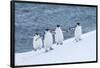 Chinstrap Penguins-null-Framed Poster