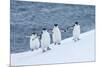 Chinstrap Penguins-null-Mounted Poster