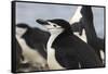 Chinstrap Rookery. Whaler's Bay, Deception Island. Antarctica.-Tom Norring-Framed Stretched Canvas