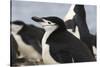 Chinstrap Rookery. Whaler's Bay, Deception Island. Antarctica.-Tom Norring-Stretched Canvas