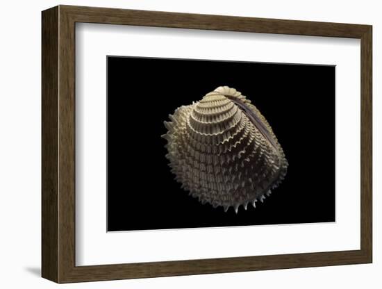 Chione Gnidia-Paul Starosta-Framed Photographic Print