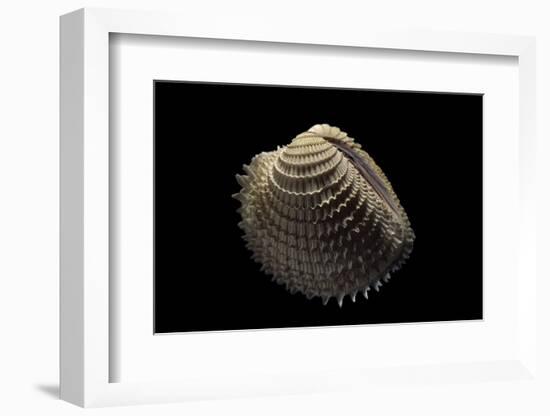 Chione Gnidia-Paul Starosta-Framed Photographic Print