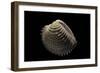 Chione Gnidia-Paul Starosta-Framed Photographic Print