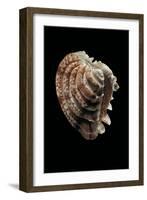 Chione Paphia-Paul Starosta-Framed Photographic Print