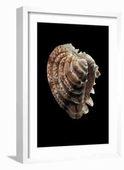 Chione Paphia-Paul Starosta-Framed Photographic Print