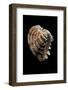 Chione Paphia-Paul Starosta-Framed Photographic Print