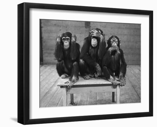 Chipanzees Not Hearing, Seeing or Speaking Evil-null-Framed Premium Photographic Print