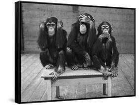 Chipanzees Not Hearing, Seeing or Speaking Evil-null-Framed Stretched Canvas