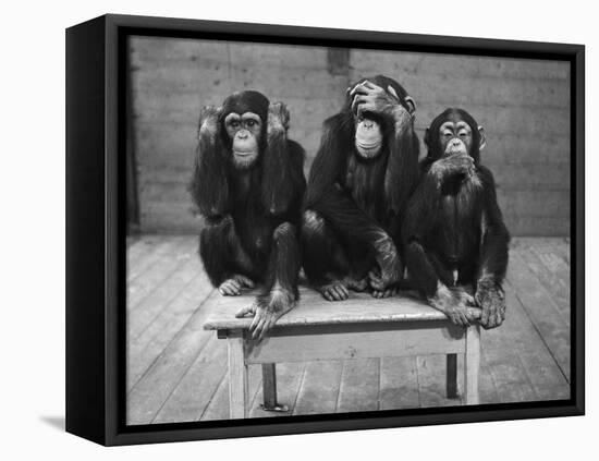 Chipanzees Not Hearing, Seeing or Speaking Evil-null-Framed Stretched Canvas