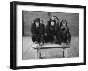 Chipanzees Not Hearing, Seeing or Speaking Evil-null-Framed Photographic Print