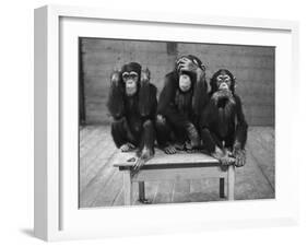 Chipanzees Not Hearing, Seeing or Speaking Evil-null-Framed Photographic Print