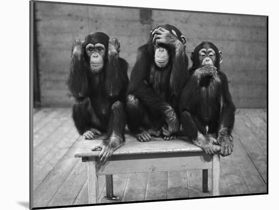 Chipanzees Not Hearing, Seeing or Speaking Evil-null-Mounted Photographic Print