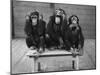 Chipanzees Not Hearing, Seeing or Speaking Evil-null-Mounted Photographic Print