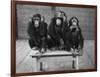 Chipanzees Not Hearing, Seeing or Speaking Evil-null-Framed Photographic Print